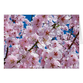 Beautiful Spring Cherry Blossoms Blank Inside