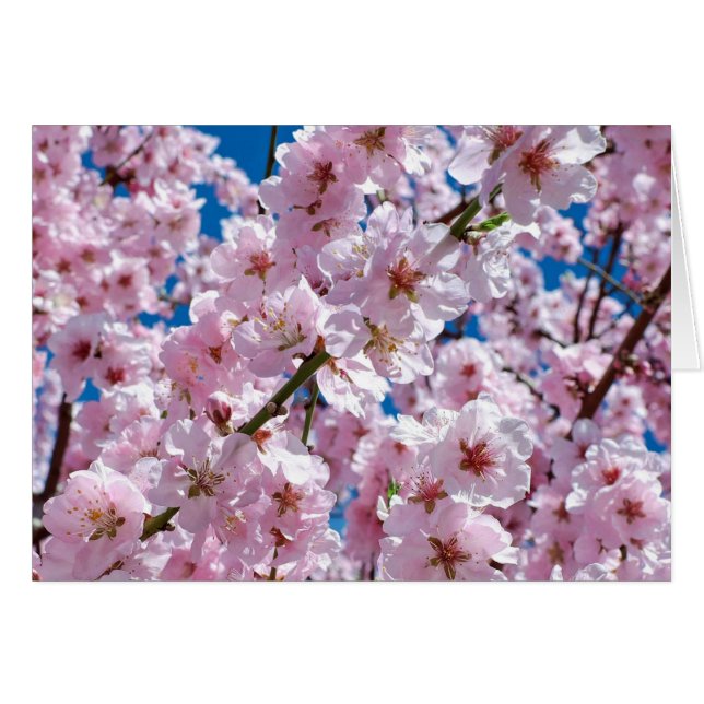 Beautiful Spring Cherry Blossoms Blank Inside Cards (Front Horizontal)