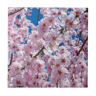 Beautiful Spring Cherry Blossoms Ceramic Tile