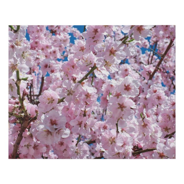 Beautiful Spring Cherry Blossoms Faux Canvas Print (Front)