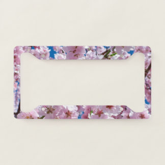 Beautiful Spring Cherry Blossoms License Plate Frame