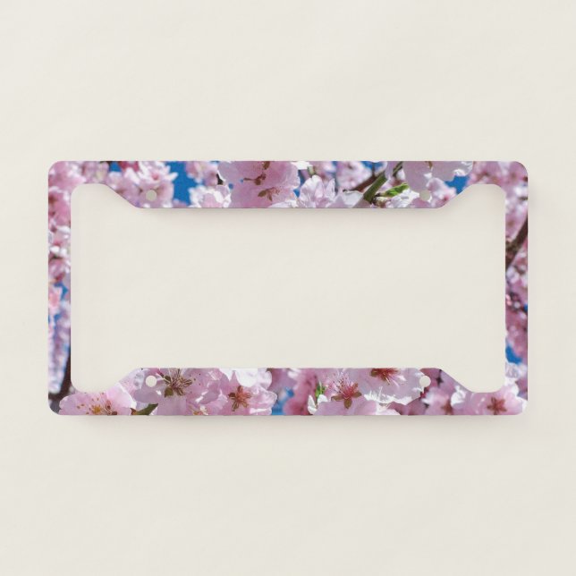 Beautiful Spring Cherry Blossoms License Plate Frame (Front)