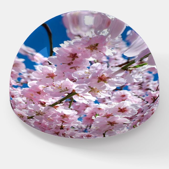 Beautiful Spring Cherry Blossoms Paperweight (Angled)