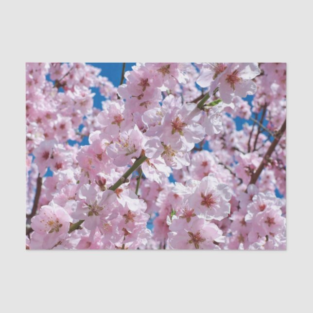 Beautiful Spring Cherry Blossoms Tissue Paper (Front)