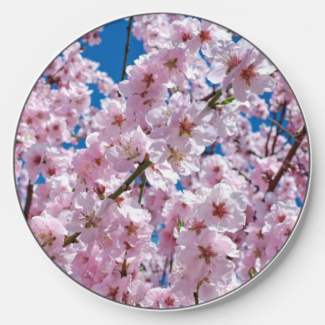 Beautiful Spring Cherry Blossoms Wireless Charger (Front)