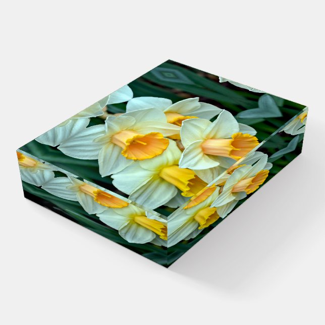Beautiful  spring daffodils paperweight (Angled)