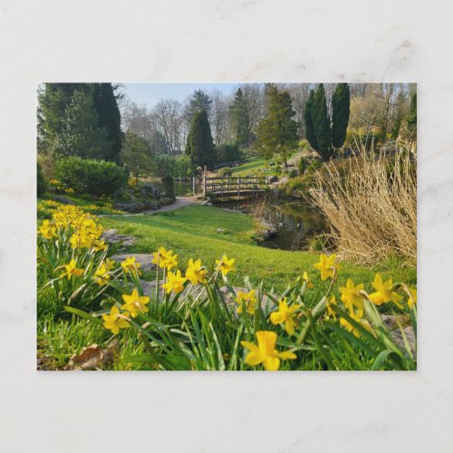Beautiful Spring Daffodils  Postcard