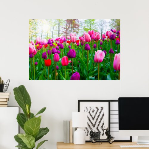 Beautiful Spring Flowers _ Pink and Purple Tulips Poster