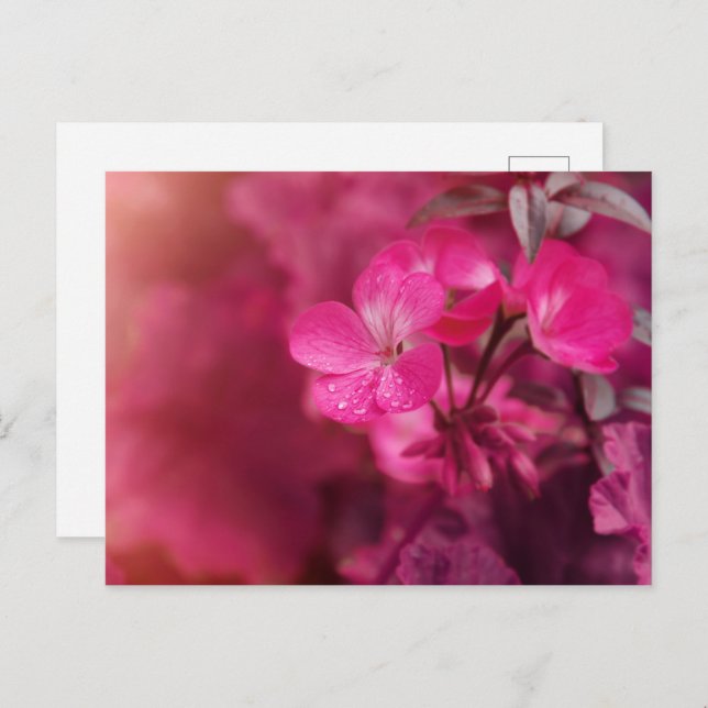 Beautiful spring flowers postcard (Front/Back)