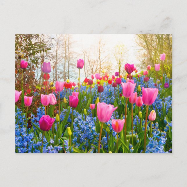 Beautiful Spring Flowers - Tulips and Hyacinth Postcard (Front)
