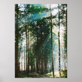 Beautiful Spring Forest Day Nature Trees Sun Poster
