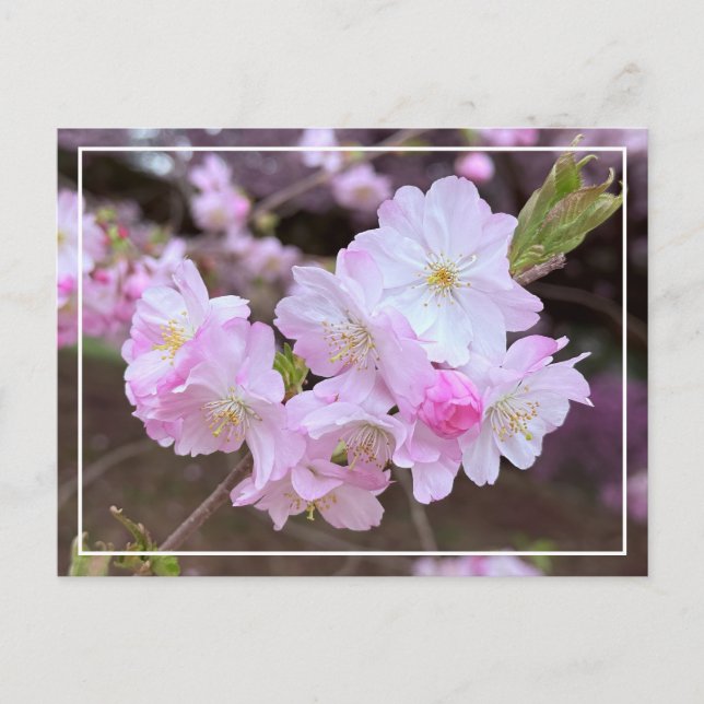 Beautiful Spring Pink Cherry Blossom Chic Postcard (Front)