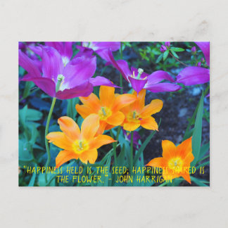 Beautiful Spring Tulips Orange Purple Postcard 
