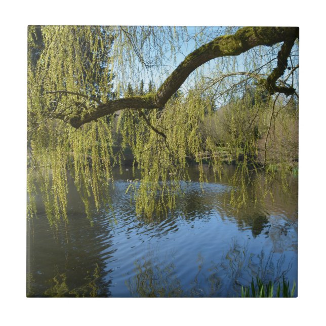 beautiful spring willow trees by water pond. ceramic tile (Front)