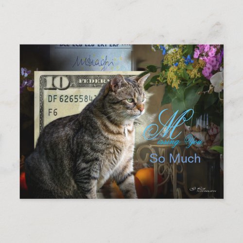 beautiful still life artwork with cat and  bill postcard