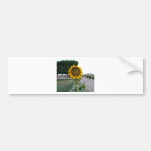 Beautiful Stunning Sunflower Bumper Sticker