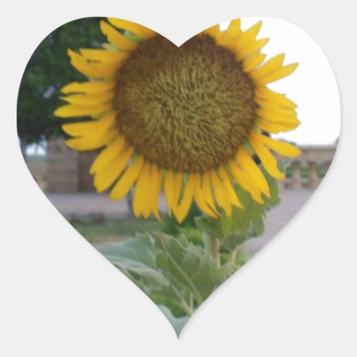 Beautiful Stunning Sunflower Heart Sticker