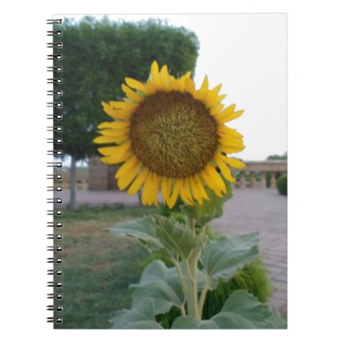 Beautiful Stunning Sunflower Notebook