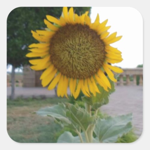 Beautiful Stunning Sunflower Square Sticker