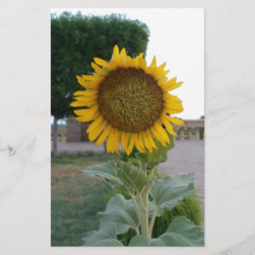 Beautiful Stunning Sunflower Stationery