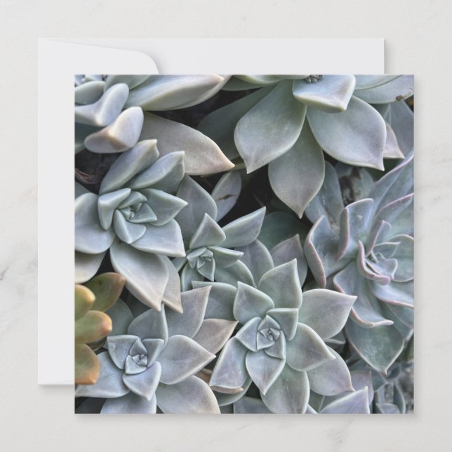 Beautiful Succulent Plant Photo Card (Front)