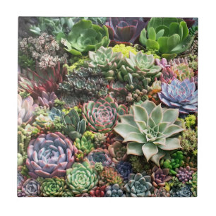 Beautiful Succulents Ceramic Tile