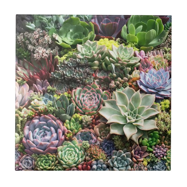 Beautiful Succulents Ceramic Tile (Front)