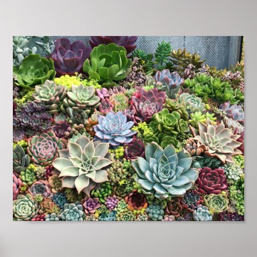 Beautiful Succulents Poster