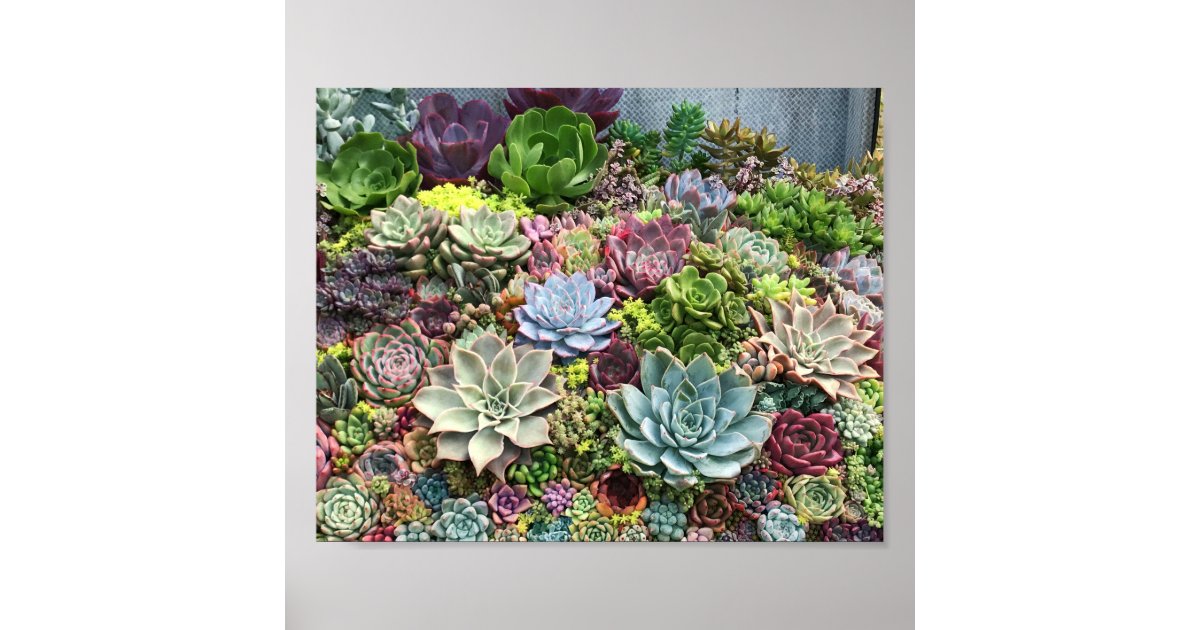 Beautiful Succulents Poster | Zazzle