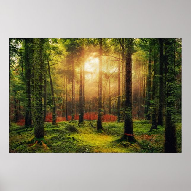 Beautiful Summer Forest Sunrise Landscape  Poster (Front)