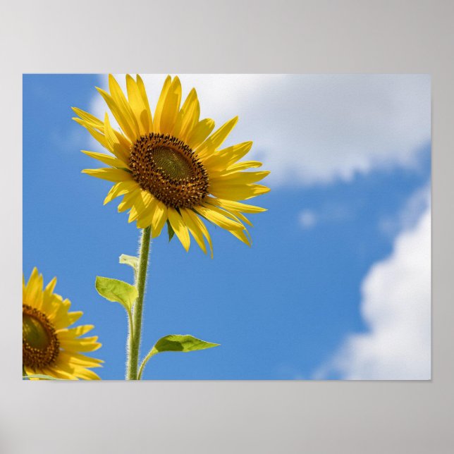beautiful sun flowers with cloudy blue sky poster (Front)