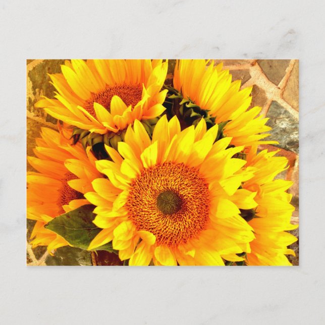 Beautiful Sunflower Bouquet Gifts Postcard (Front)