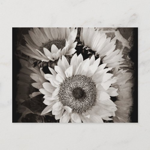 Beautiful Sunflower Bouquet Photo in Black  White Postcard