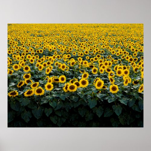 Beautiful sunflower field photo poster