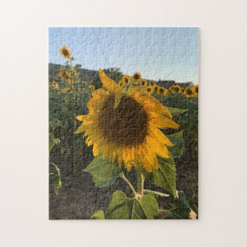 Beautiful Sunflower in the Summer Sun  Jigsaw Puzzle