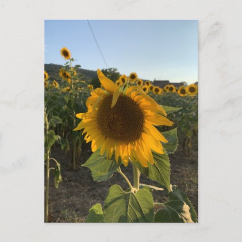 Beautiful Sunflower in the Summer Sun Postcard