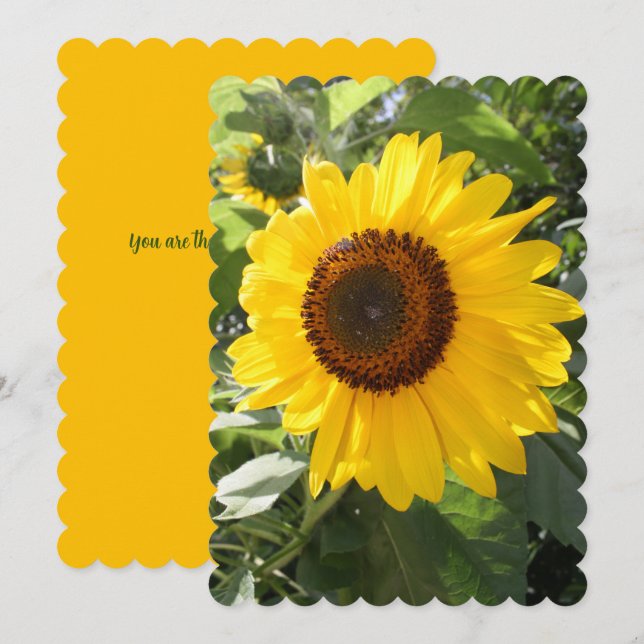 Beautiful Sunflower Photograph  (Front/Back)