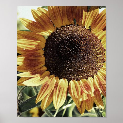 Beautiful Sunflower Photograph Poster