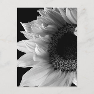 Beautiful Sunflower Portrait in Black and White Postcard
