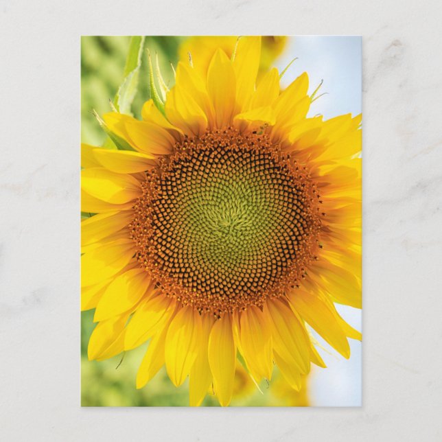 Beautiful Sunflower with Helen Keller Quote Postcard (Front)