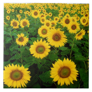 Beautiful Sunflowers Ceramic Tile