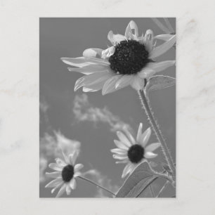 Beautiful Sunflowers in Black and White Postcard