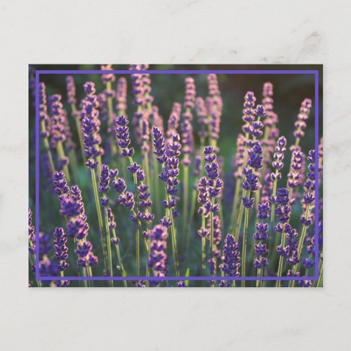 Beautiful Sunlit Lavender Flowers Postcard