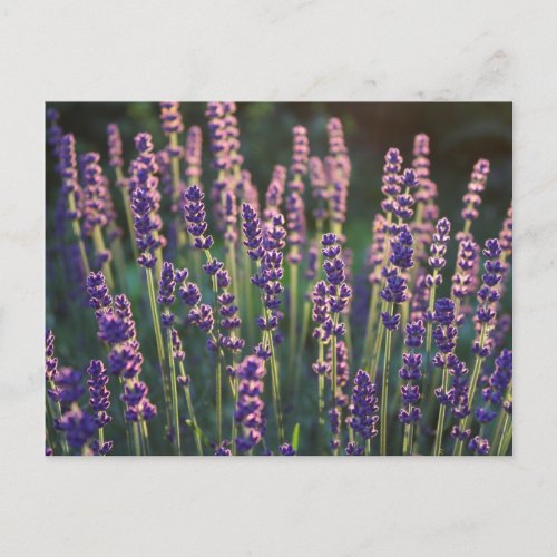 Beautiful Sunlit Lavender Flowers Postcard