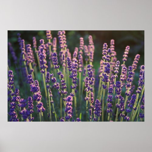 Beautiful Sunlit Lavender Flowers Poster