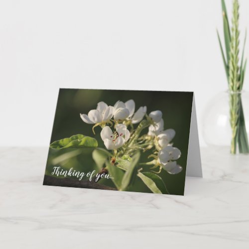 Beautiful Sunlit White Pear Blossom Card