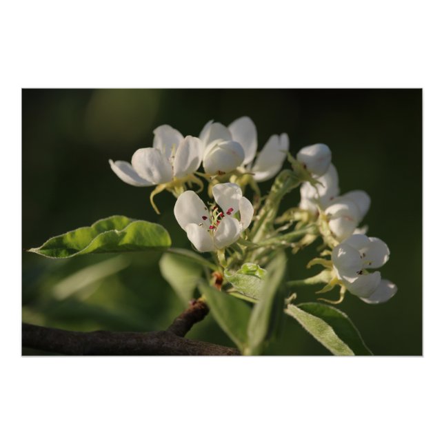 Beautiful Sunlit White Pear Blossom Poster (Front)