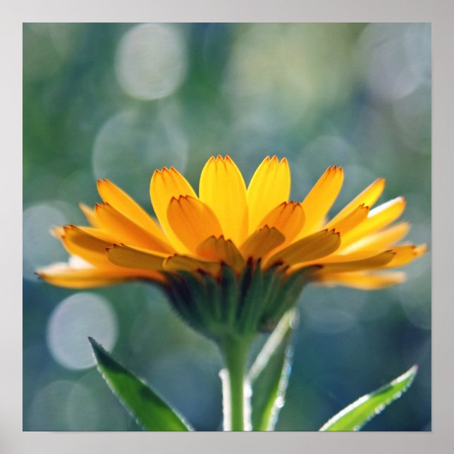 Beautiful Sunlit Yellow Marigold Flower  Poster (Front)