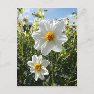 Beautiful Sunny White Dahlia Flowers DIY Postcard