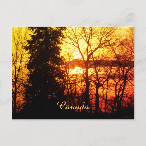 Beautiful Sunset Gold Orange with Trees in Canada Postcard